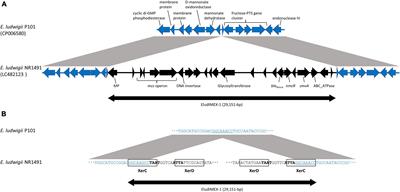 The Role of nmcR, ampR, and ampD in the Regulation of the Class A Carbapenemase NmcA in Enterobacter ludwigii